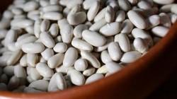 Despachos de pallares sumaron US$ 5.5 millones hasta mayo