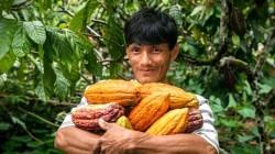 Destinan US$ 13.5 millones para impulsar café y cacao libres de deforestación