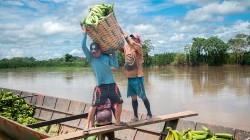 Devida y Senasa fortalecerán la producción de cacao y plátano en Ucayali