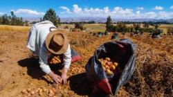 Disponibilidad y dependencia alimentaria en el Perú 2000-2022