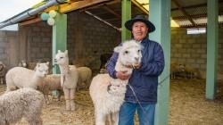 Ejecutan S/ 326 millones para proteger a más de 2 millones de alpacas y ovinos ante heladas