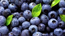 El arándano peruano sigue liderando en el mundo.