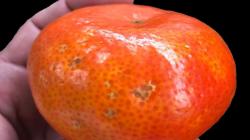 El frío repentino aceleró el cambio de color de las mandarinas tardías, con un rojo intenso ideal para el mercado norteamericano