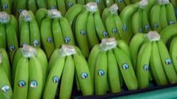 “El punto de partida para que el banano fuera rentable para los pequeños productores fue estar en Fairtrade”