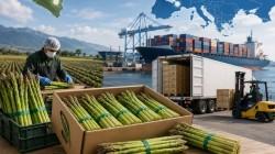 En lo que va de la campaña, caen en 12% envíos de espárrago fresco peruano a la Unión Europea