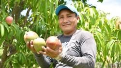 En México existen 53.873 productores de mango, de los cuales el 70% son pequeños productores de menos de 5 Hectáreas.