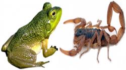 Entre Sapos y Alacranes