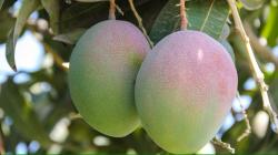 Expo Mango: Una Respuesta a la Crisis del Sector Agrícola en Lambayeque