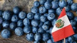 Exportaciones de arándanos alcanzan 95.000 toneladas hasta la semana 35