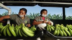 Exportaciones peruanas de banana caen -15% en volumen en lo que va de 2024