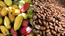 Exportaciones peruanas de cacao y café, producidos por pequeños productores, alcanzaron los US$ 2.373.580.000 en 2024