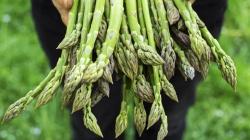 Exportaciones peruanas de espárragos en fresco superaron los US$ 39 millones este primer bimestre