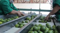 Exportaciones peruanas de limón crecieron 30% en volumen y 36% en valor entre enero y septiembre