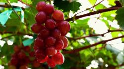Factores climatológicos para la campaña de uva de mesa peruana 2024-2025