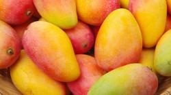 FDA de EE.UU. registró rechazos de envíos de mango peruano durante el mes de enero