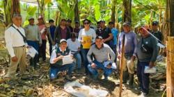 Fusarium merma producción de banano en Piura hasta en 40%