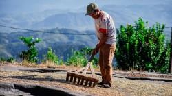 Gobierno desembolsó más de S/ 12 millones en Proyectos de Reconversión Productiva Agropecuaria