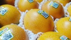 Granadilla ecuatoriana: el auge exportador enfrenta su prueba sanitaria en Europa