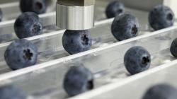 Hortifrut Genetics presenta una nueva estrategia de marca que redefine la denominación y el posicionamiento de sus variedades de berries patentadas