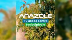 Hortus presenta Anazole 360 SL: La solución sistémica para combatir la muerte regresiva en cultivos de arándano, palto y vid