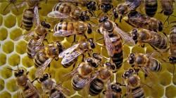 Hoy se conmemora el Día Mundial de las Abejas