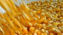 Importación de maíz amarillo duro superó el millón de toneladas, entre enero y marzo