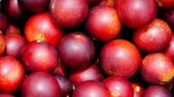 Investigadores peruanos usan IA para determinar temperatura inicial de congelación de frutas exóticas