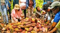La certificación orgánica impulsa la internacionalización del cacao peruano