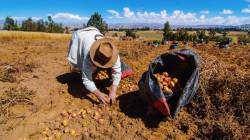 La mirada de la OCDE al agro peruano