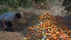 Lambayeque: Pérdida de hasta 10.000 toneladas de mango está valorizado en S/ 2.6 millones