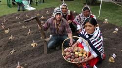 Lanzan nuevas variedades de papa y quinua que elevarán en 90% la economía de más de 12 mil  productores de la zona sur andina