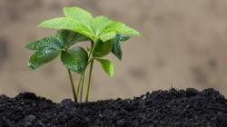 Los bioinsumos: El futuro sostenible de la agricultura ante la saturación química