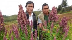 Más 125 mil familias de agricultores a nivel nacional se dedican al cultivo de granos andinos