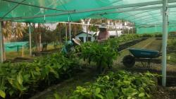 Más de 5.000 agricultores producen cacao de fino aroma en Amazonas y Cajamarca