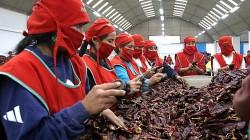 Más de 65 empresas en Perú se dedican a la exportación de páprika
