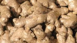 Mayo 2026: III Convención Internacional del Jengibre se realizará en Junín