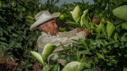 México es el segundo productor y exportador mundial de limones y limas