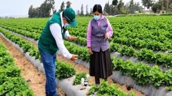 Midagri capacitará a más de 92 mil productores para enfrentar el Fenómeno El Niño