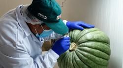 Moquegua: Senasa certifica 30 toneladas de zapallo con destino a Chile