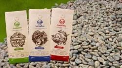 Norandino proyecta procesar más de 450 mil quintales de café este año