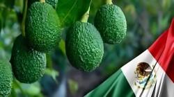 OCDE y FAO estiman que México mantendrá liderazgo mundial en exportación de palta al 2033 con el 53%