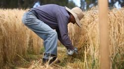 Perú avanza en el objetivo de crear su propia cebada maltera