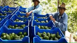 Perú busca convertirse en el octavo exportador de fruta a nivel mundial este año