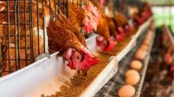 Perú es el quinto país con mayor población de gallinas ponedoras en América Latina