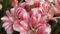 Perú exporta flores frescas por 10,7 millones de dólares y busca reducir dependencia de EEUU