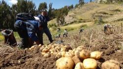 Perú puede convertirse en un gigante mundial en la producción de fertilizantes