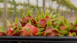 Pitahaya peruana suma US$1.25 millones en exportaciones y apunta a Estados Unidos