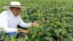 Piura: Cereales y menestras concentran el 90.7% de la superficie programada