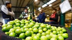 Piura: El Niño pone en riesgo la producción de limón en 2027 por alteraciones en la floración