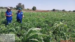 Piura: Promueven cultivo de soya en Sechura por su potencial alimentario y productivo